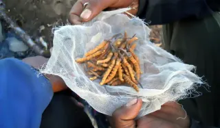 Yarsagumba (Cordyceps) Nepal: Benefits, Cost & What Science Says